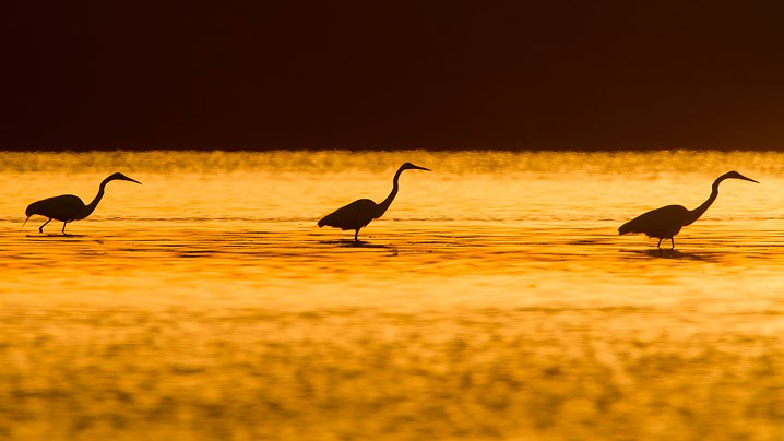 Silberreiher Ardea alba Great White Egret